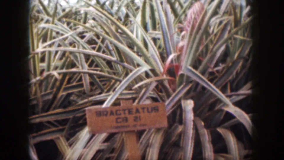 1959 Hawaii 8mm frame centered on a wooden plant tag beneath dense spiky leaves and reddish plant growth.