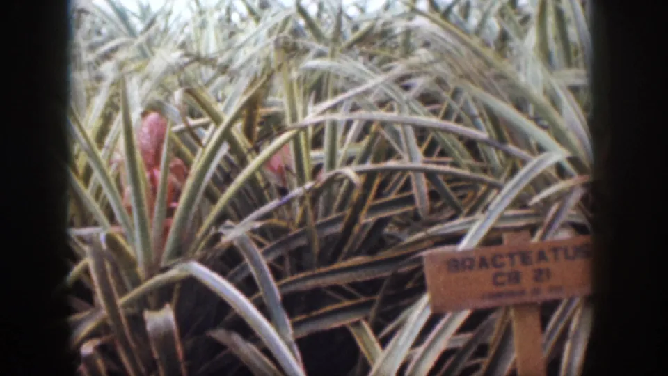 1959 Hawaii frame showing the plant from a slightly shifted view, with spiky leaves, reddish buds, and part of the label visible.