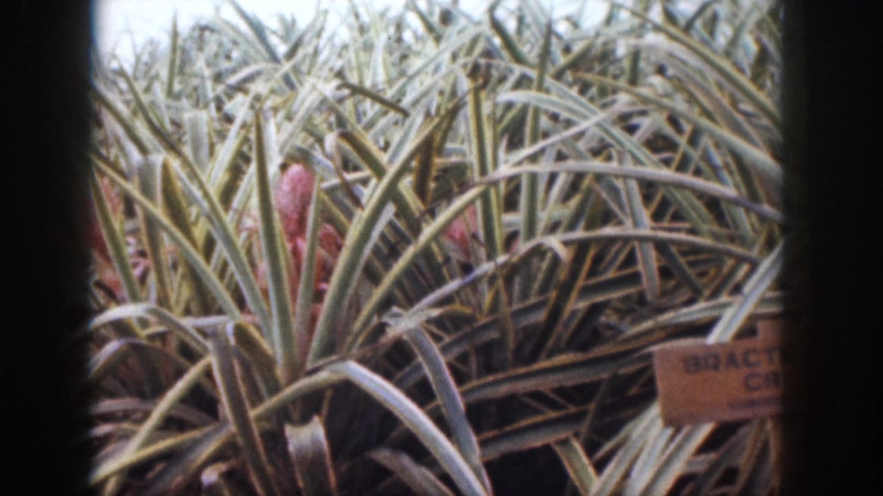 Spiky tropical plants fill the frame with a small wooden label partly visible among the leaves.