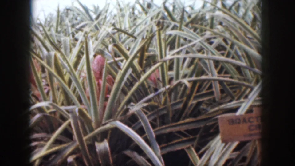 1959 Hawaii 8mm frame showing dense spiky garden foliage and a partly readable wooden plant label among the leaves.