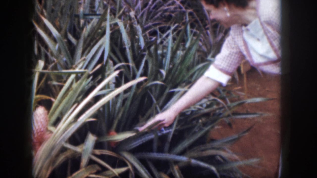 A woman in a checked dress and apron bends beside spiky tropical plants and points downward.