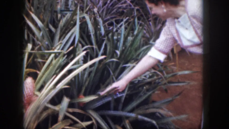 1959 Hawaii home-movie frame of a woman in a checked dress and apron pointing toward a tropical plant bed.