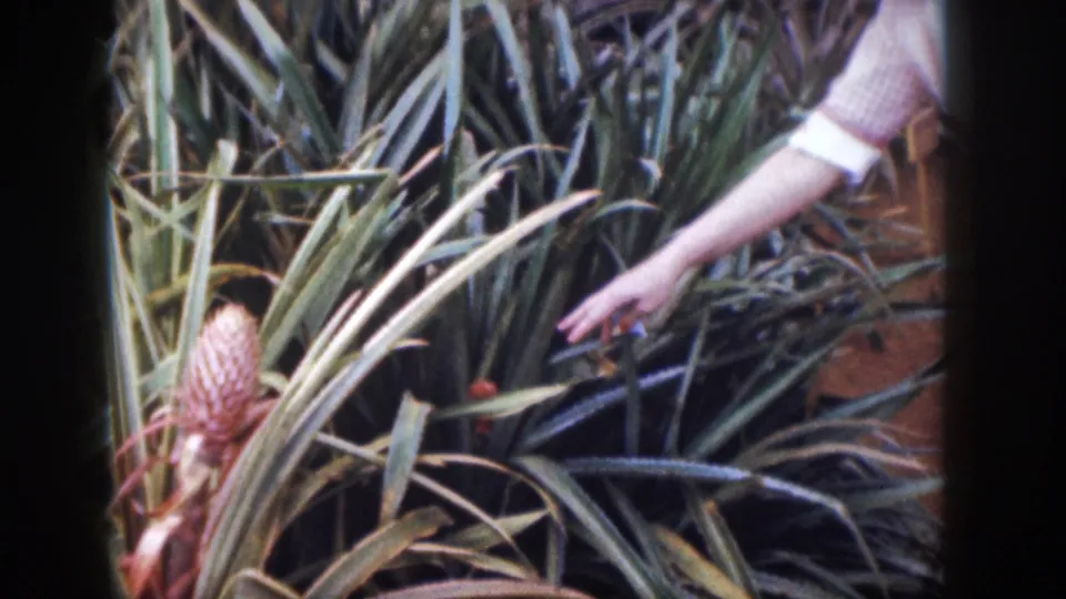 1959 Hawaii home-movie frame showing a woman partly out of frame pointing across spiky tropical leaves and a pink bract.
