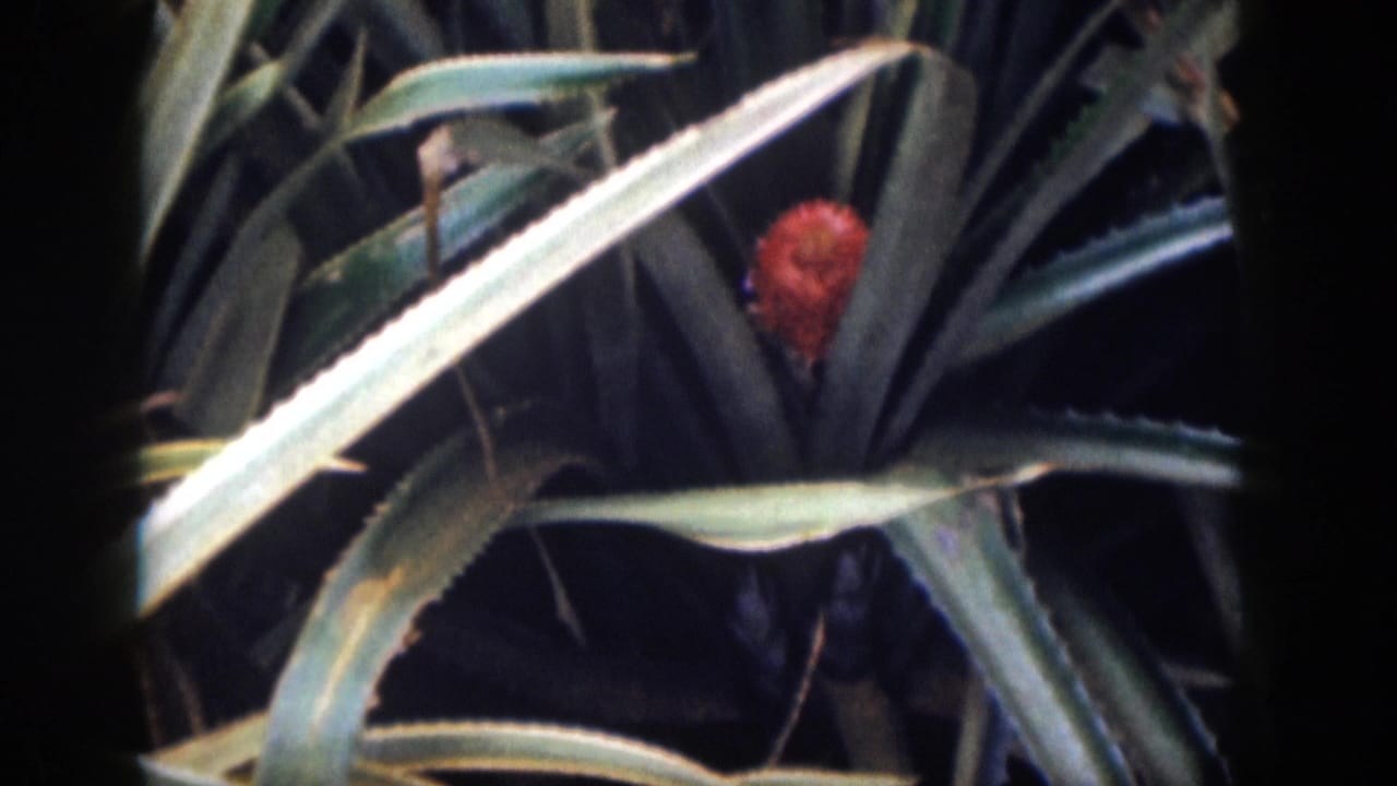 Pink flower among long spiky green leaves in a tropical planting.