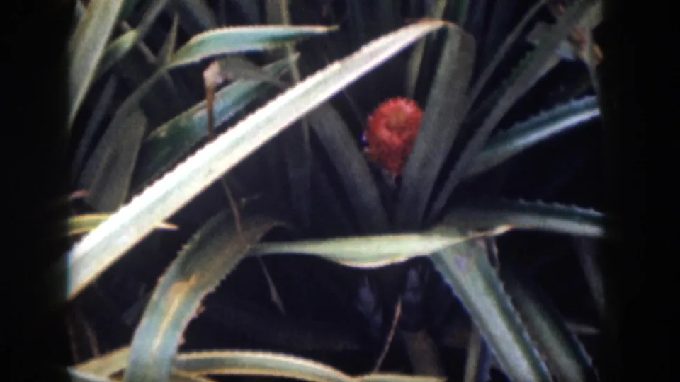 Close view of a pink tropical flower and spiky leaves in 1959 Hawaii home-movie footage.