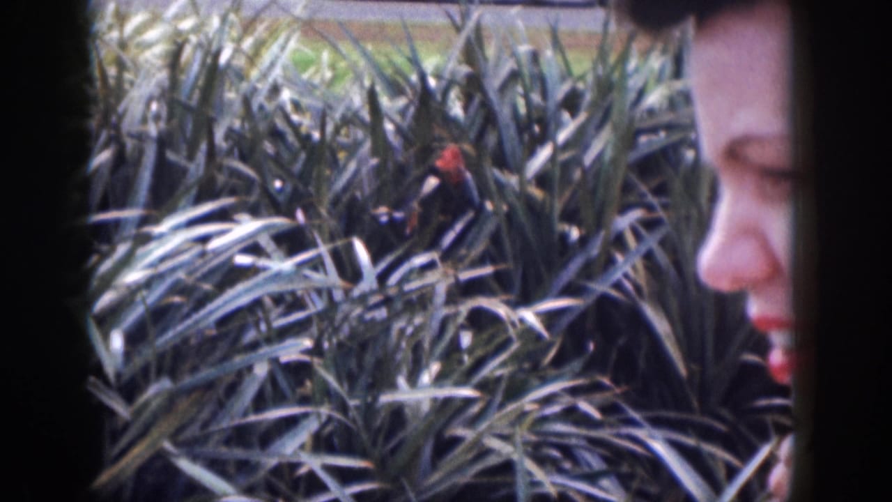 Close view of pineapple plants with part of a woman's face at the right edge.