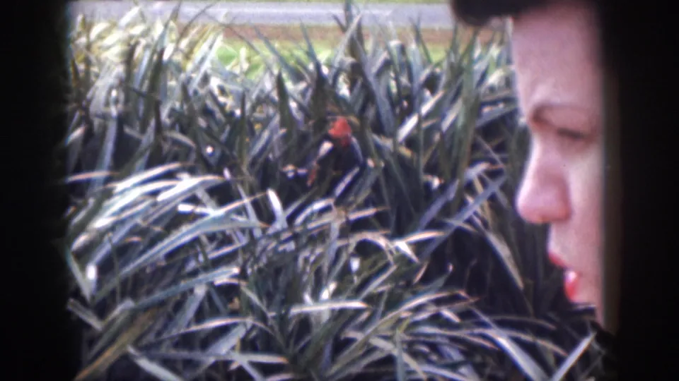 The camera pans past dense pineapple plants as an adult woman's side profile appears in close foreground.