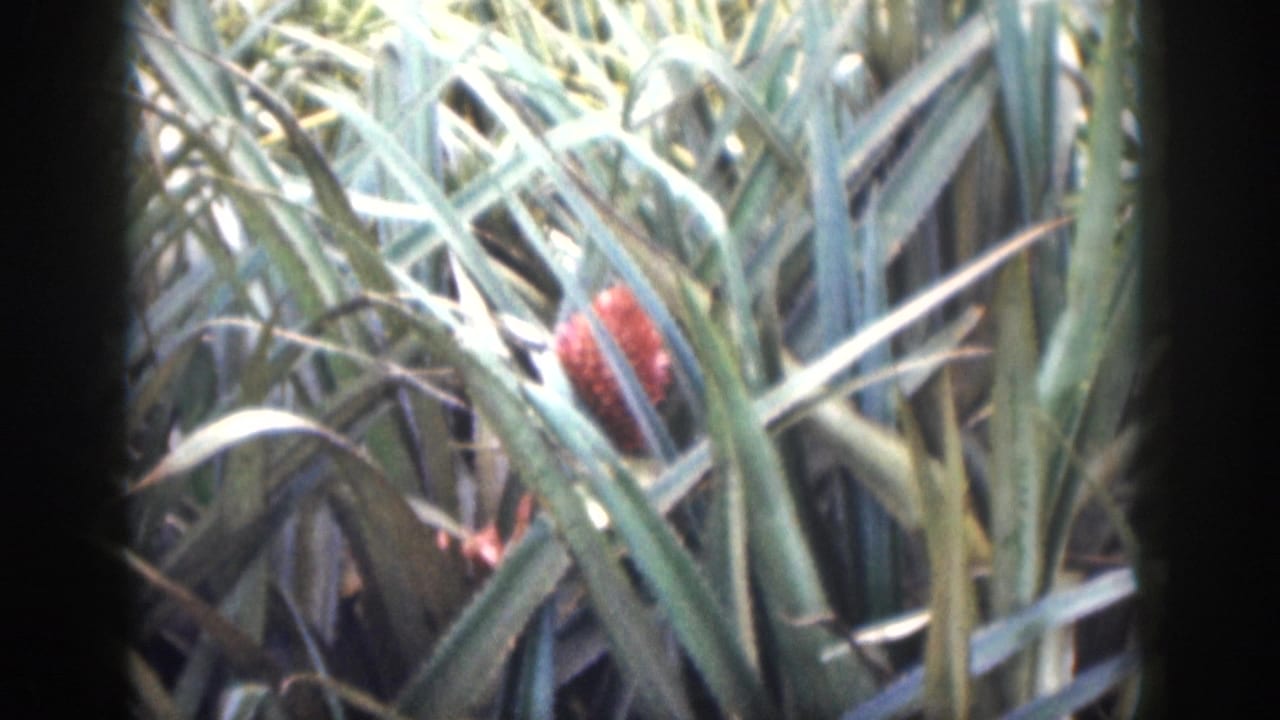 Spiky pineapple plants with a red flower among dense green leaves.