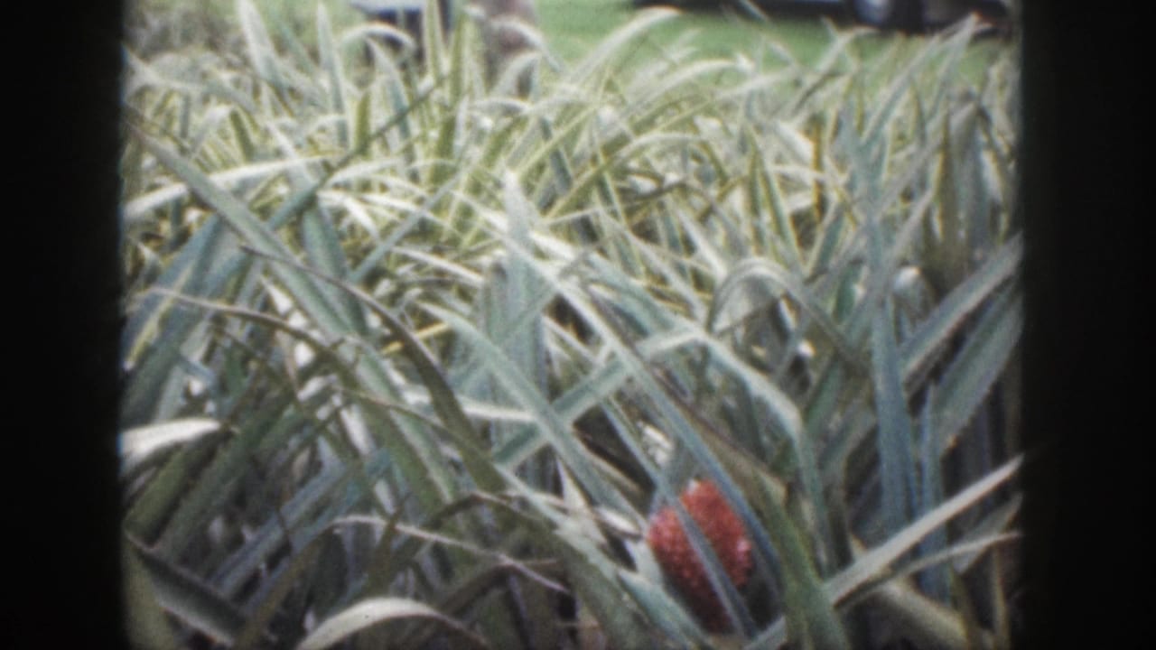 Pineapple plants with a red flower near the right side of the frame.