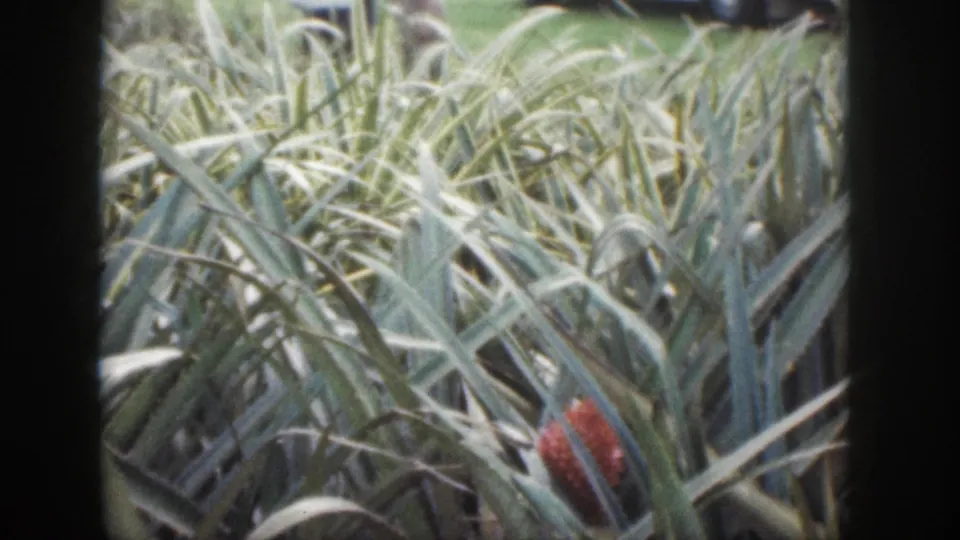 1959 Hawaii home-movie frame of spiky pineapple foliage with a red flower near the right edge.