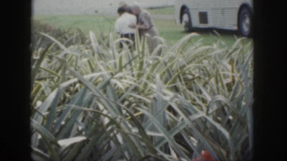 1959 Hawaii 8mm frame showing pineapple foliage with family figures and a white camper van in the background.
