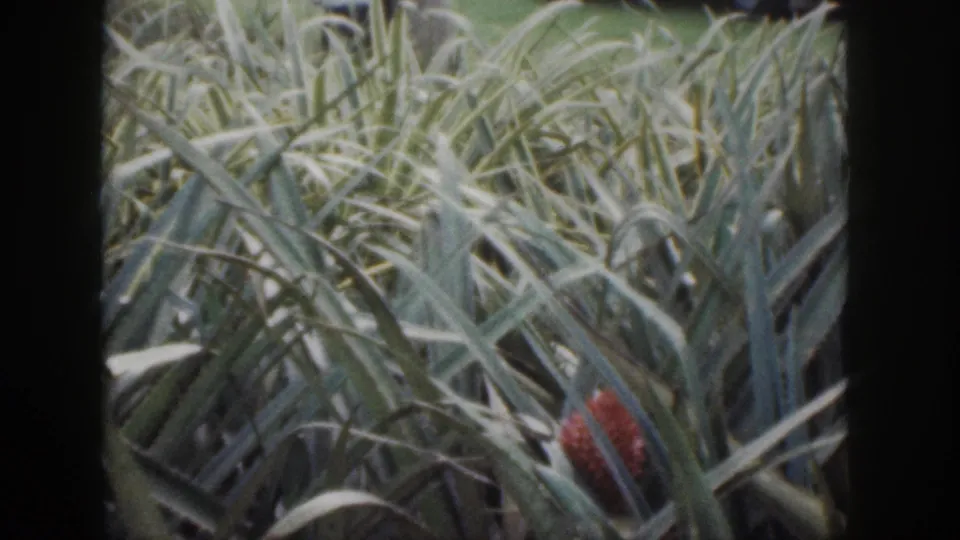 1959 Hawaii home-movie frame focused on pineapple foliage and a red flower, with visible 8mm frame borders.