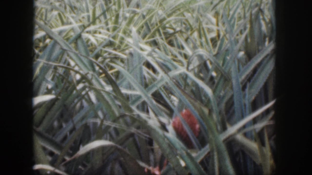 Dense green grass with a small reddish blur partly hidden among the blades.