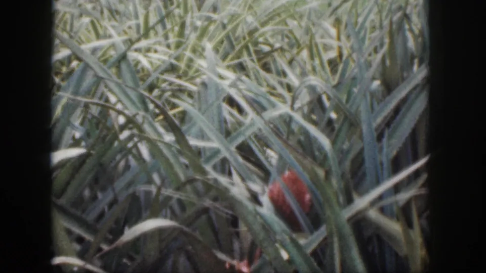 1959 Hawaii 8mm frame showing dense green grass and a partly hidden reddish object or creature near the center-left.