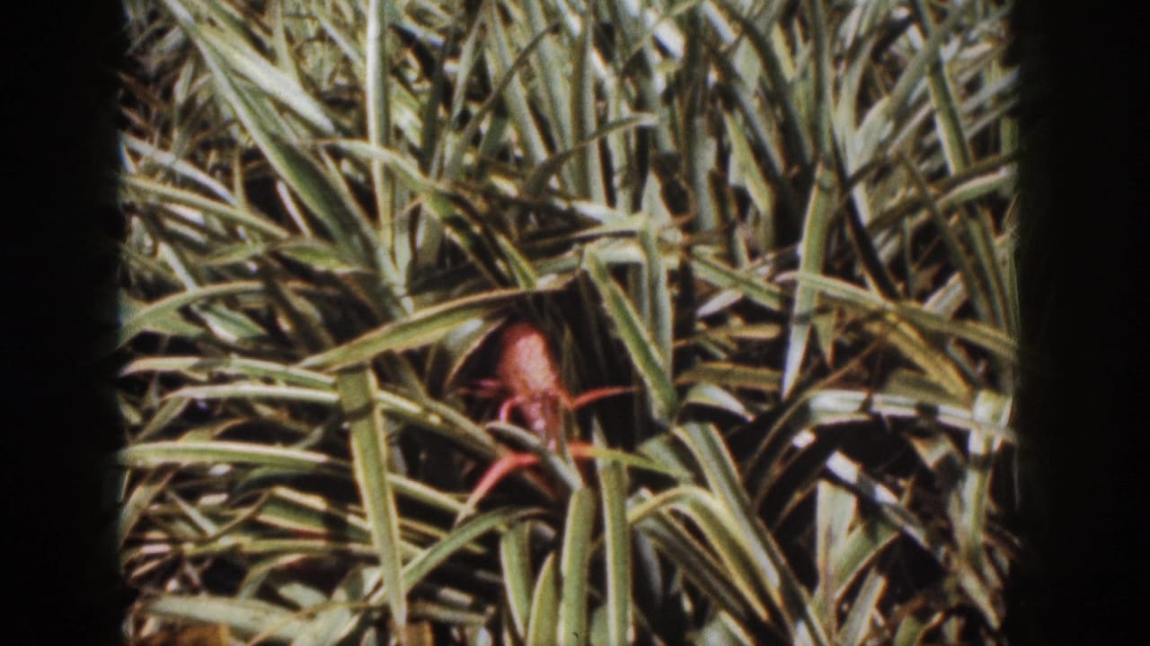 Long grass blades with a reddish-brown subject partly visible near the center.