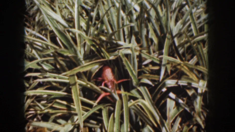 1959 Hawaii 8mm frame with sunlit grass and a small reddish-brown object or creature obscured by leaves.