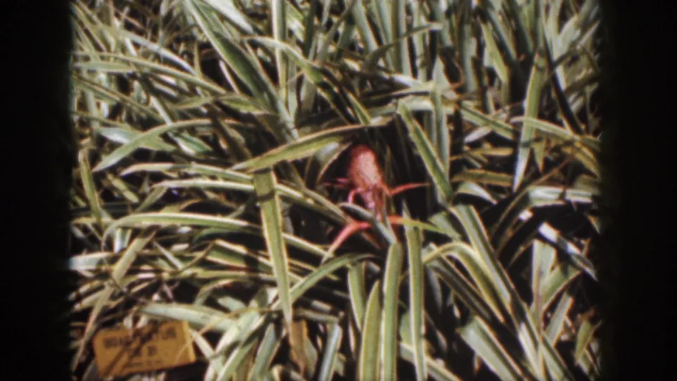 1959 Hawaii 8mm frame holding on a reddish-brown subject nestled in dense tropical grass.