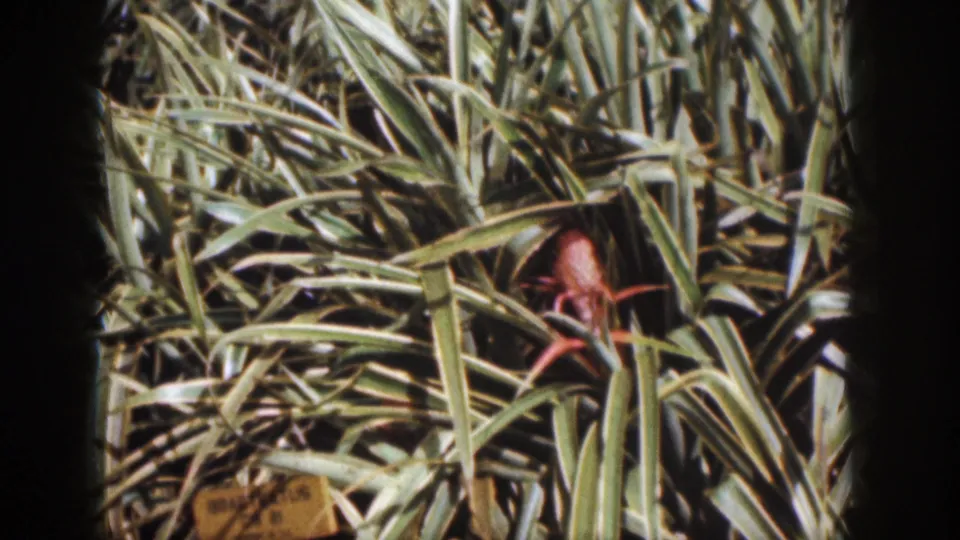 1959 Hawaii 8mm frame showing a reddish object or possible creature partly masked by grass near the lower center.
