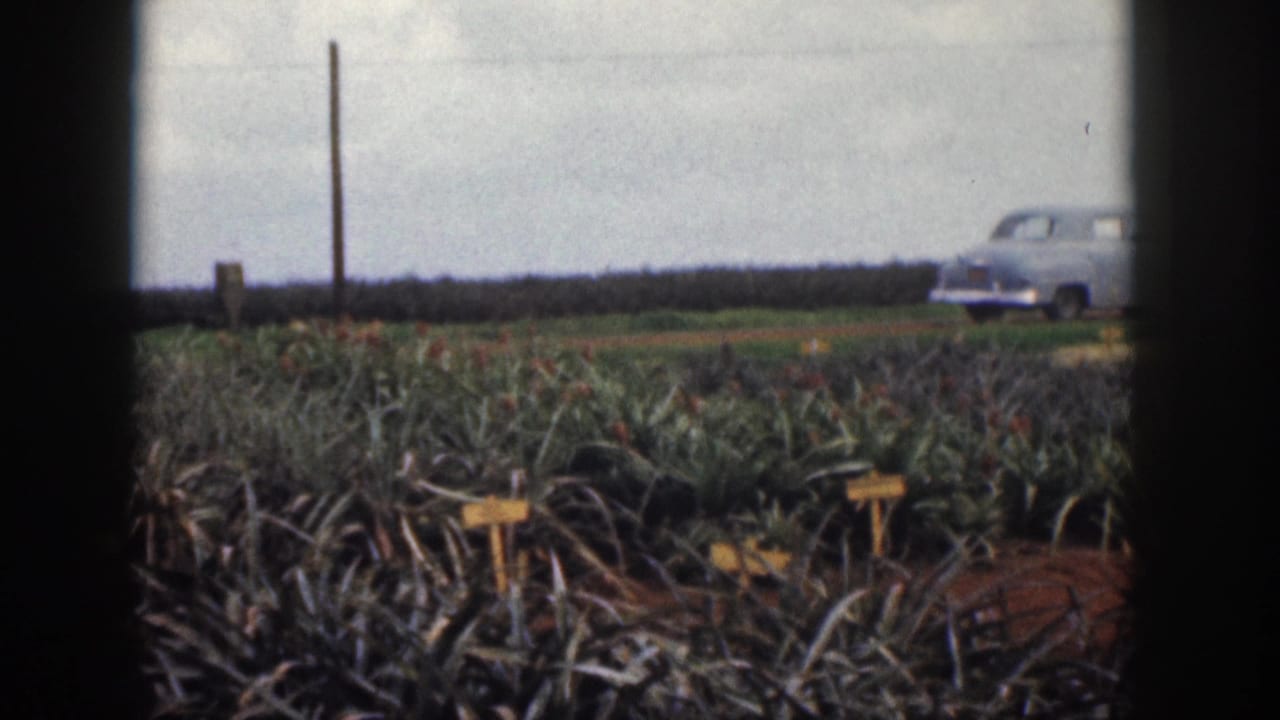 1959 Hawaii 8mm frame showing pineapple rows in the foreground and a pale blue sedan parked near a dirt road beyond the field.