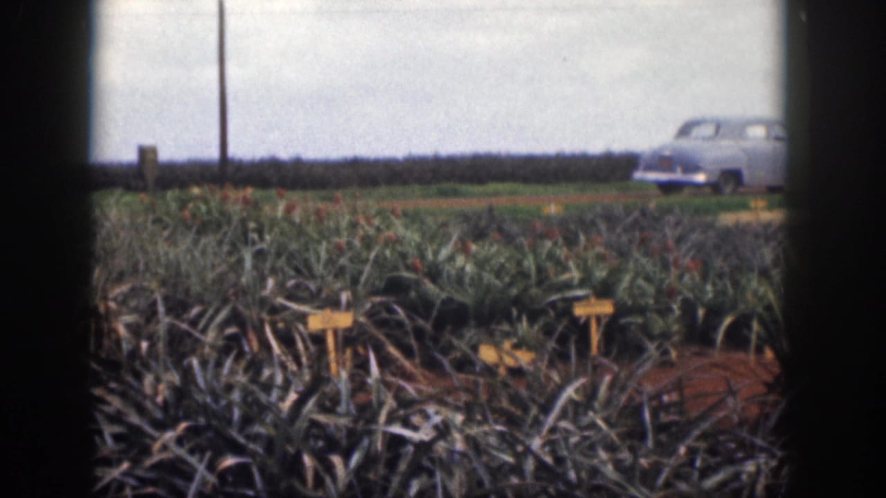 1959 Hawaii home-movie frame with spiky pineapple rows, small yellow markers, a utility pole, and a pale blue sedan on the roadside.