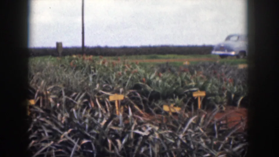 1959 Hawaii 8mm still showing a pineapple field in soft focus with yellow markers and a pale blue sedan near the right edge.