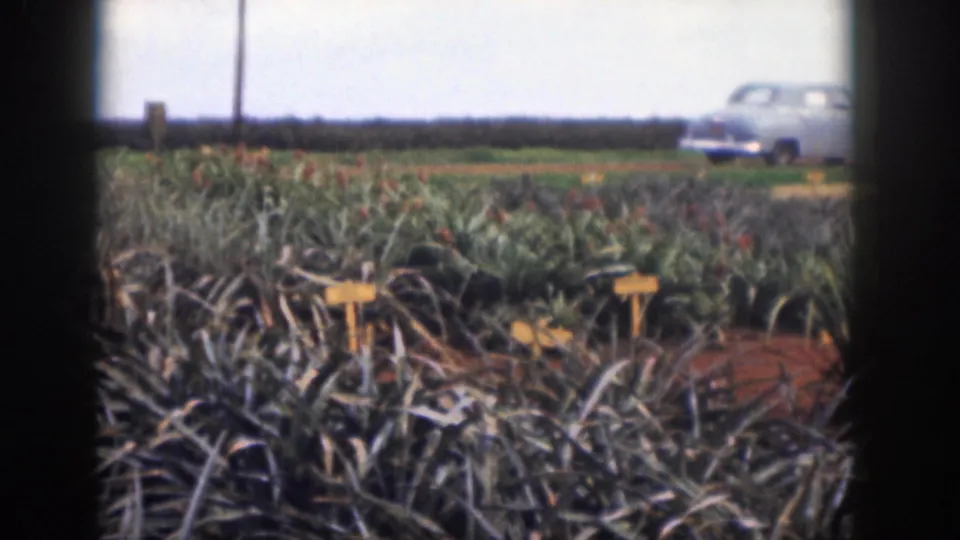 1959 Hawaii frame of pineapple rows under cloudy sky, with yellow field markers and a pale blue sedan along the distant road.