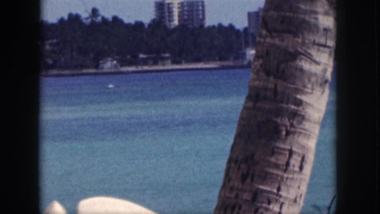 Palm trunk beside blue ocean with distant shoreline buildings and greenery.