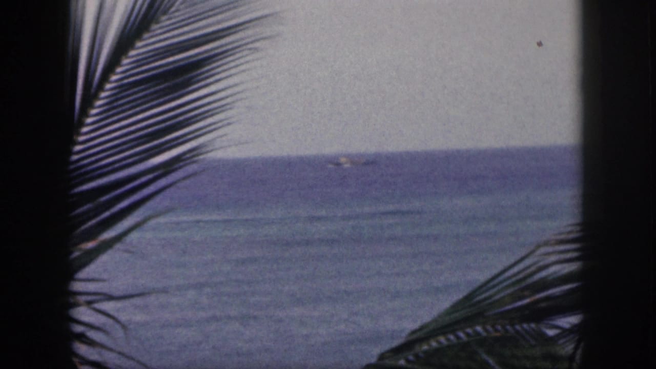 Palm fronds and a dark vertical trunk frame the ocean with a distant boat near the horizon.