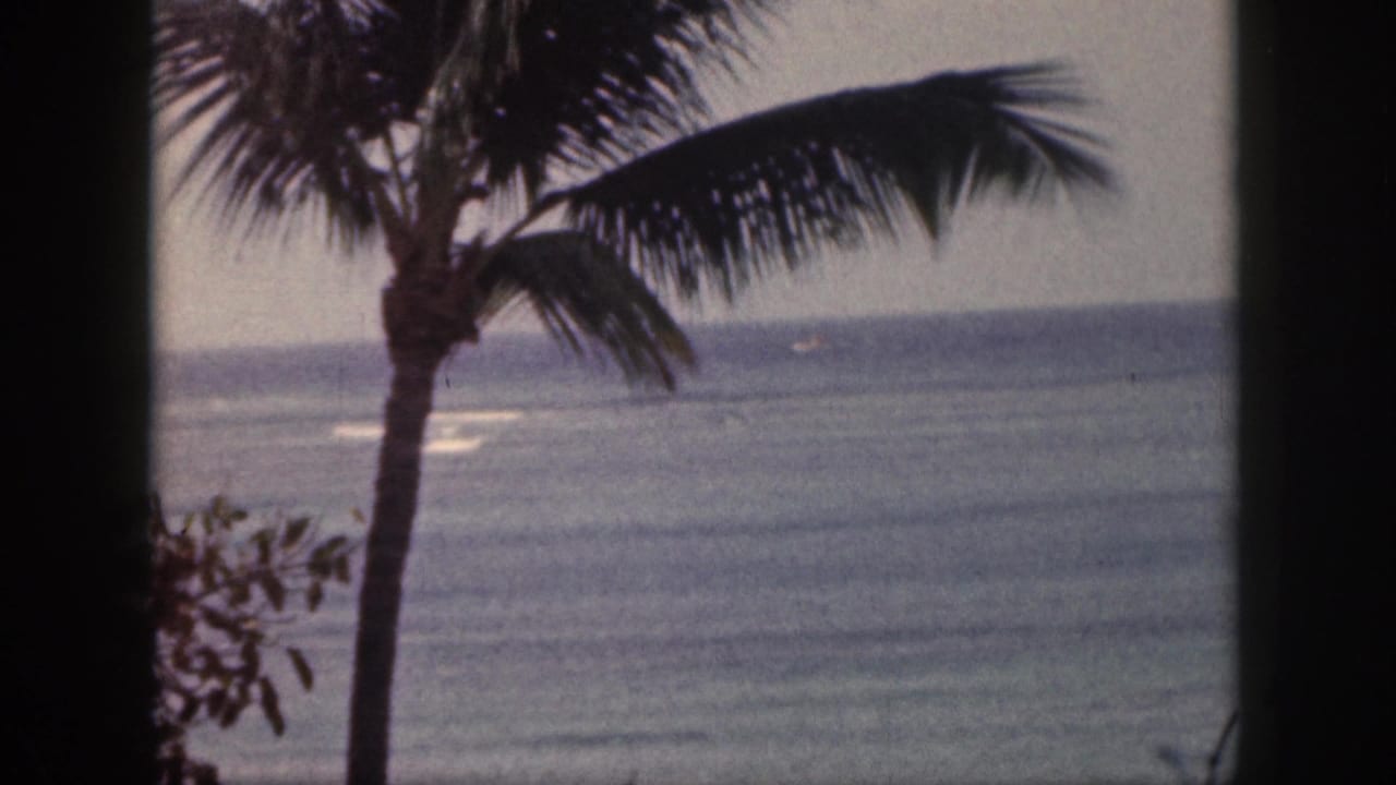 1959 Hawaii home-movie frame with a palm tree in front of the ocean, faint surf, and distant horizon.