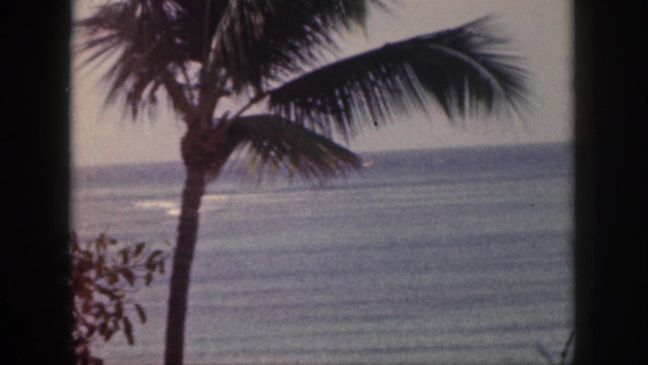 A palm tree frames the 1959 Hawaii ocean view, with muted color, visible grain, and a calm horizon.