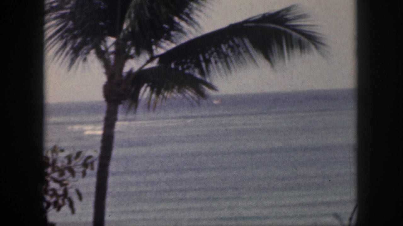 Palm tree beside a calm ocean horizon seen between dark vertical edges.