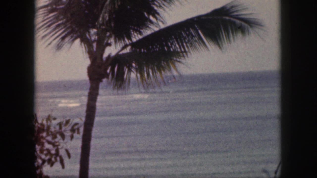 Palm tree and ocean horizon with water stretching across the background.