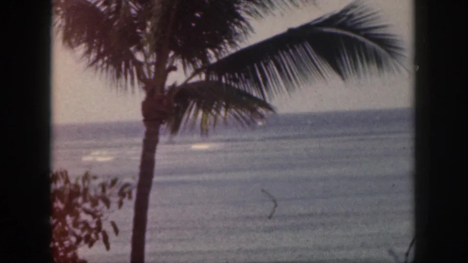1959 Hawaii 8mm frame showing windblown palm fronds and shimmering ocean water from a visitor-shot viewpoint.