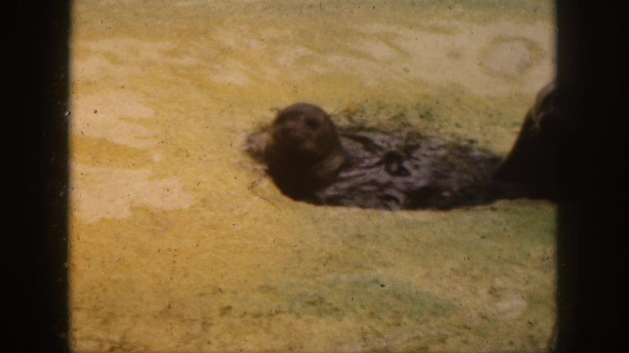 Dark seal resting in shallow water on pale sand.