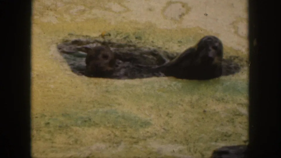 Two seals rest on wet sand and shallow water, captured in soft 8mm color during the Hawaii beach sequence.
