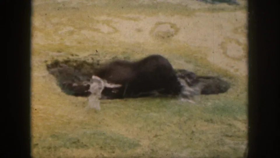 Two dark seals lie on wet sand in shallow water, with warm 8mm color and visible film wear.