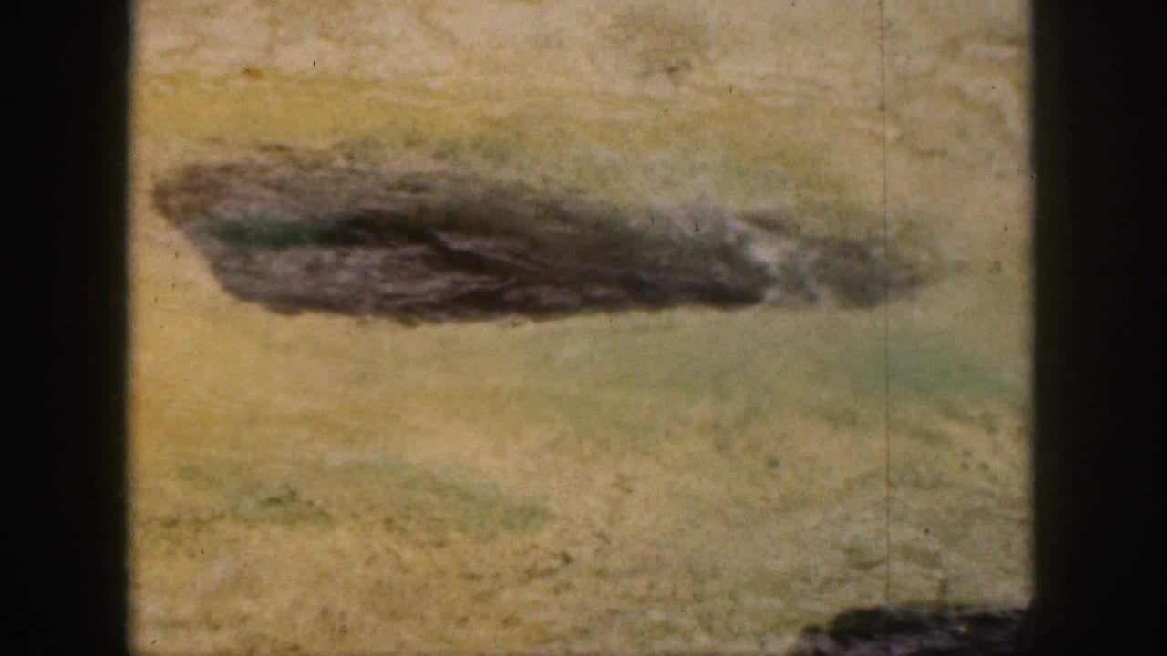 1959 Hawaii 8mm frame showing a wet seal on pale enclosure ground beside dark rocks and vertical bars.