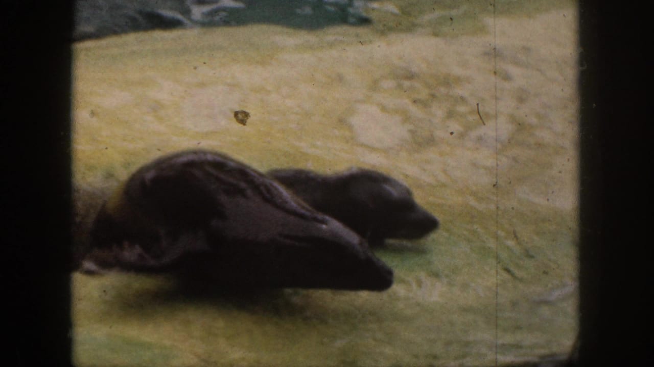 Two dark wet seals move across pale ground behind enclosure bars.