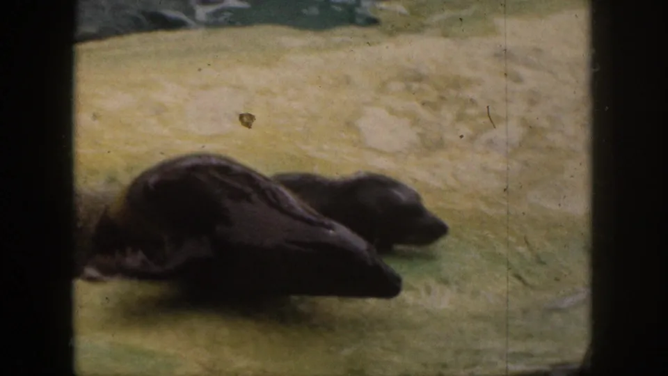 1959 Hawaii 8mm frame with two wet seals moving over pale ground inside a rocky, barred enclosure.