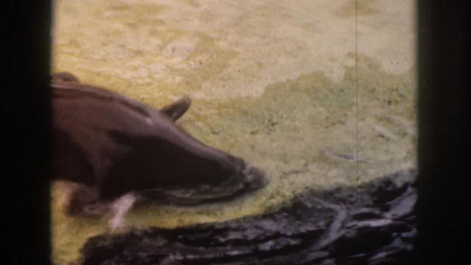 1959 Hawaii 8mm frame showing a seal sliding toward dark rocks or water at the edge of an enclosure.