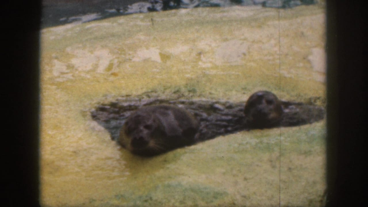 1959 Hawaii 8mm frame showing two seals resting on a sandy ledge near green pool water in a zoo-like enclosure.