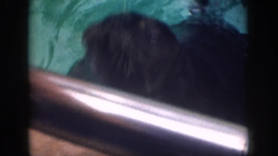 Close 1959 Hawaii 8mm view of a seal near green water, partly obscured by motion blur and a bright rail or barrier.