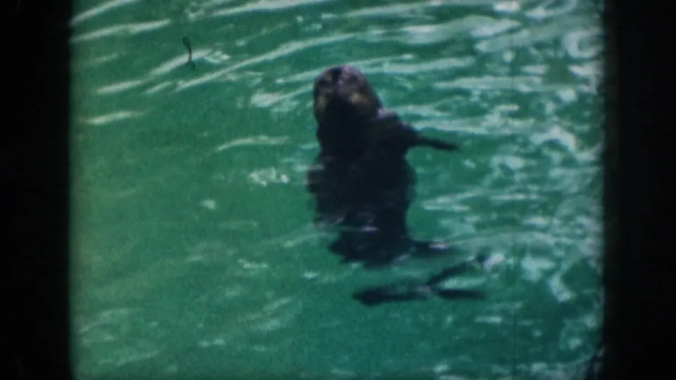 1959 Hawaii 8mm frame showing a seal upright in green pool water, appearing to look toward the handheld camera.