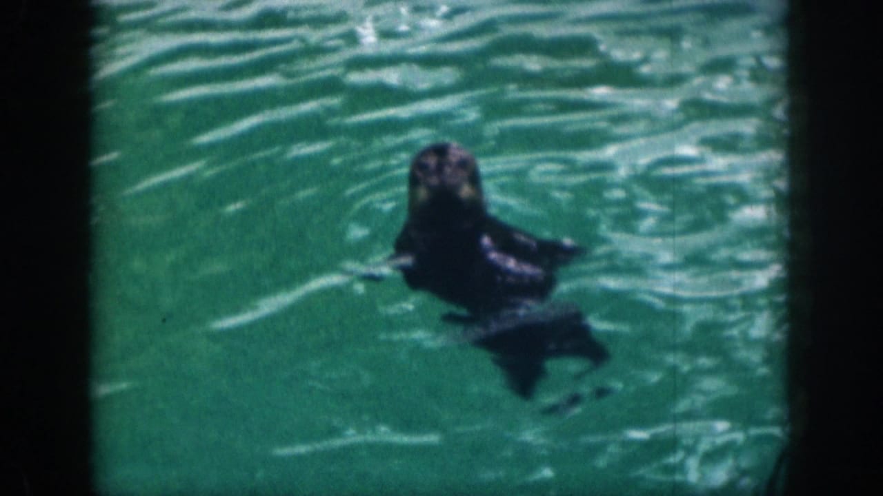 Dark aquatic mammal floating upright in green-blue rippling water.