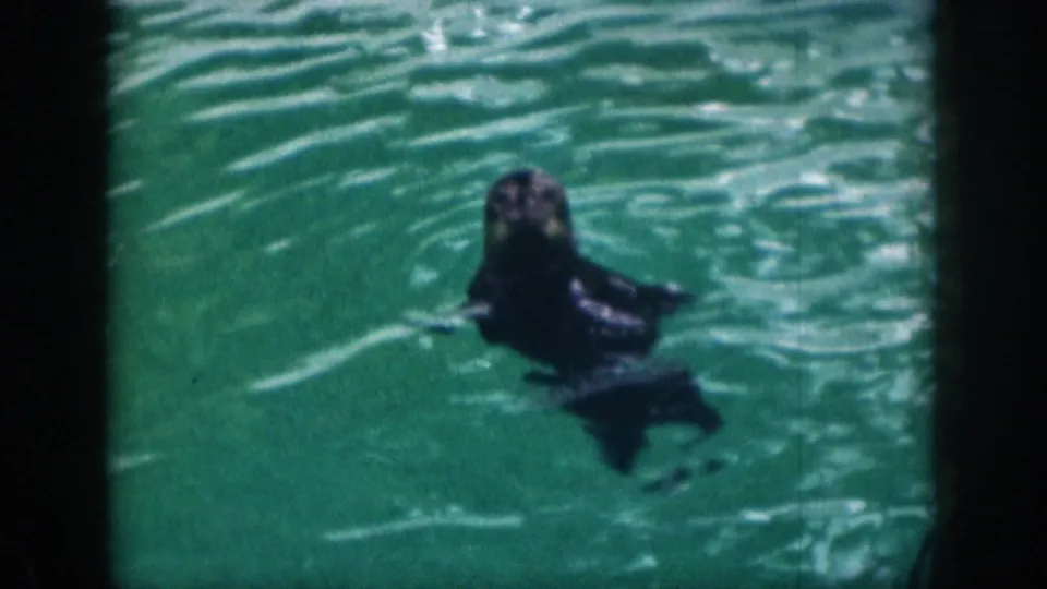 1959 Hawaii 8mm frame showing a dark-furred seal-like animal upright in green-blue pool water.