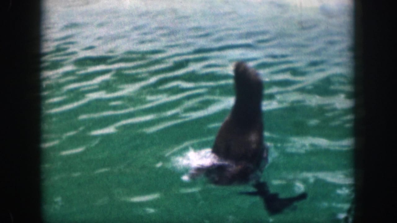 Seal-like animal turns upright in a pool with a small splash nearby.