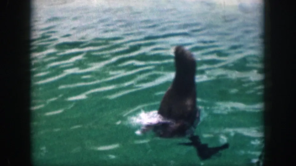 1959 Hawaii 8mm frame of a seal-like animal turning upright in green-blue water with splash marks.