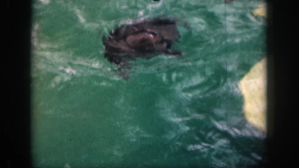 1959 Hawaii 8mm frame showing a dark marine mammal partly submerged near a pale pool edge.