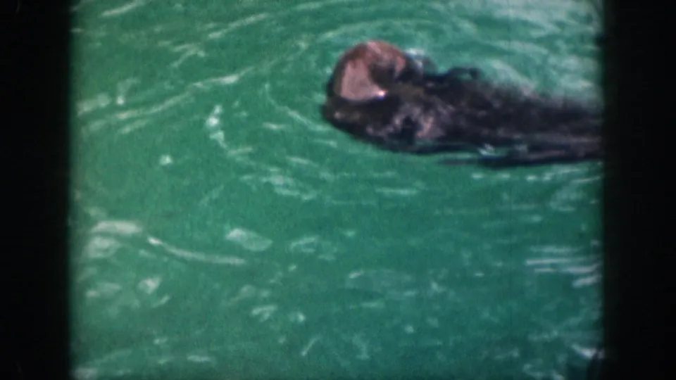 1959 Hawaii 8mm frame of a dark-furred seal-like animal swimming with its head above green-blue water.