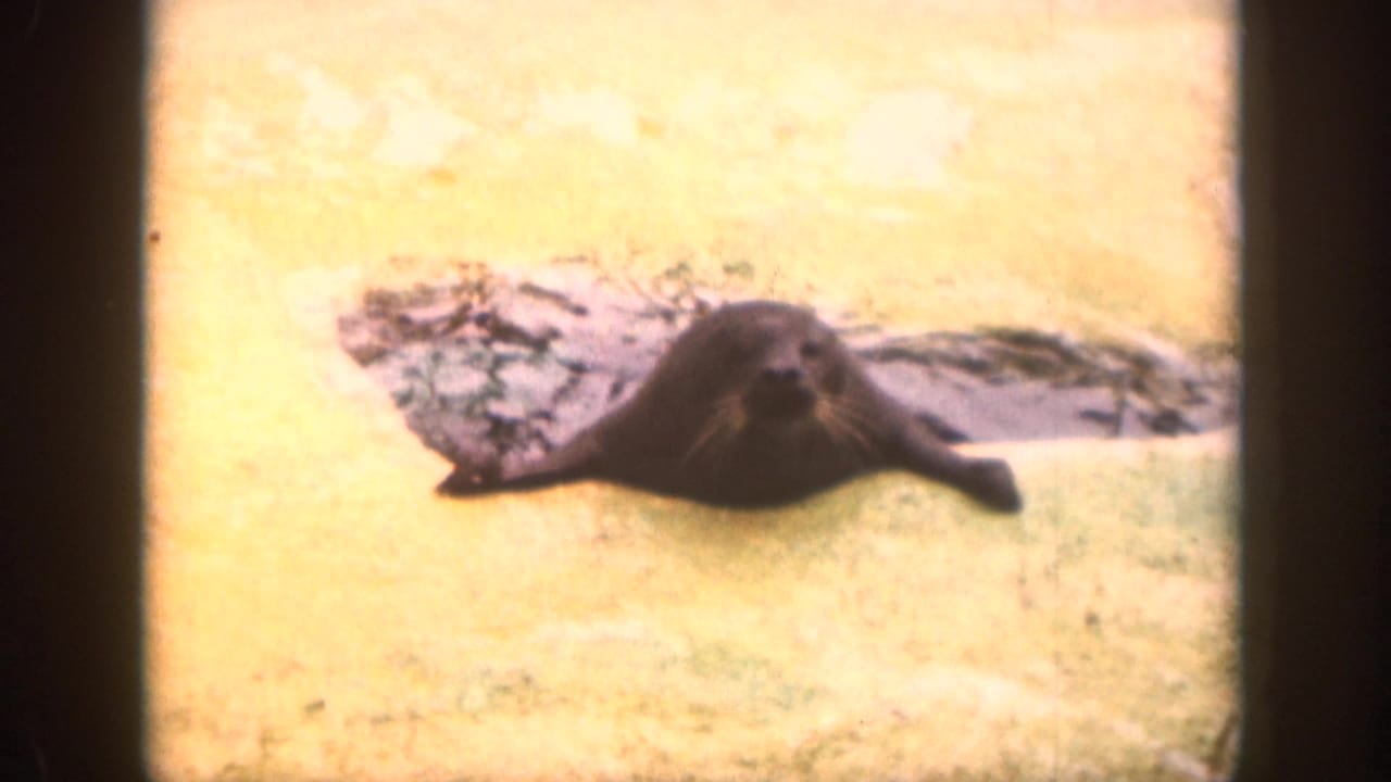 In 1959 Hawaii home-movie footage, a dark seal rests on a sandy concrete ledge beside a pool.